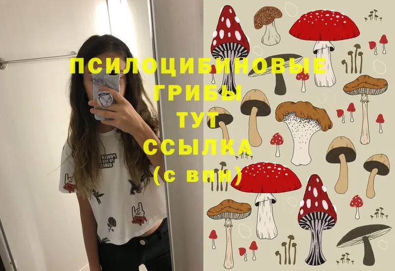 наркота  Медынь  mega вход  Псилоцибиновые грибы Psilocybe 